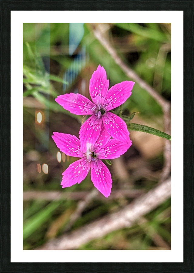 Spring Flowers Picture Frame print