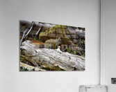 Chippin  in Acrylic Print