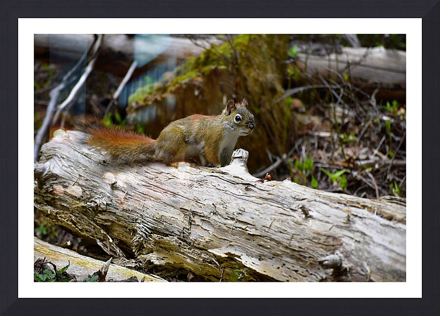 Chippin  in Picture Frame print