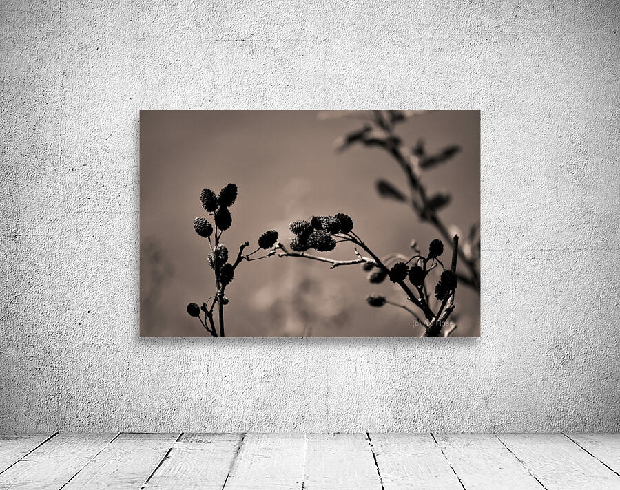 Shape study Wall Preview