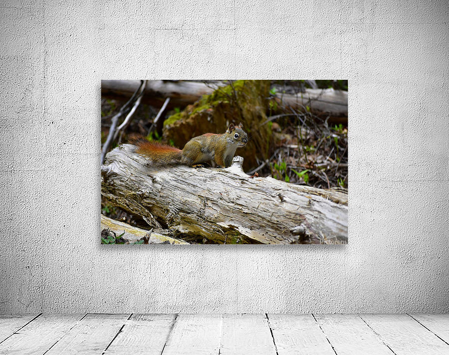 Chippin  in Wall Preview