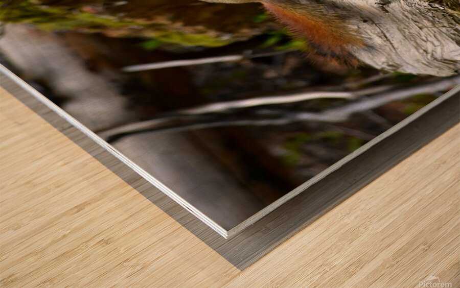 Chippin  in Wood print