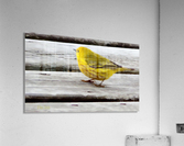 Yellow Bird Painted Acrylic Print