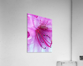 Azalea Acrylic Print