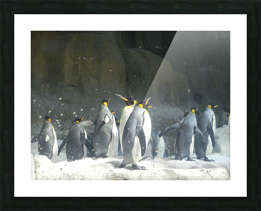 Penguins Few Picture Frame print