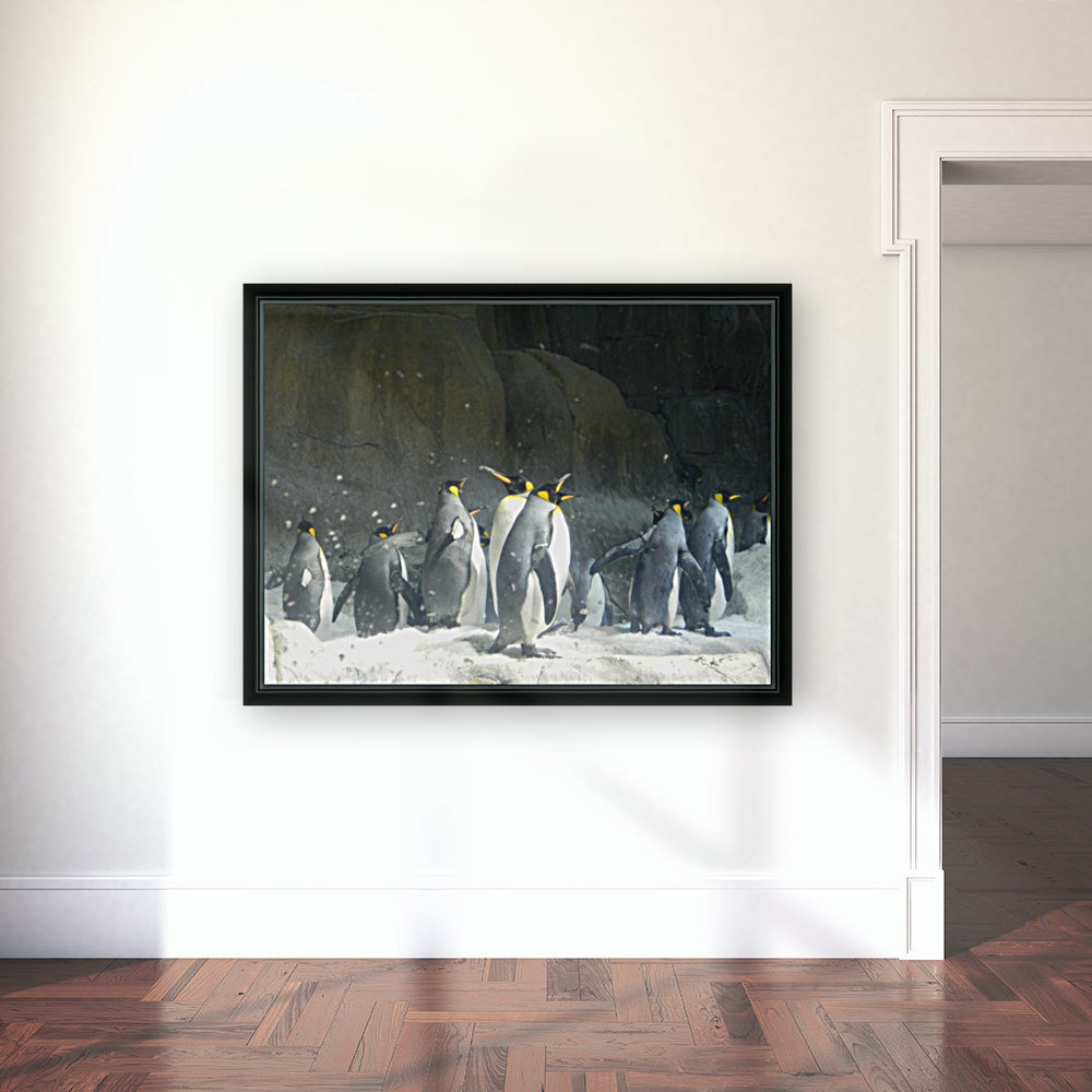Penguins Few Reproduction
