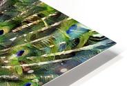 Peacock Bloom HD Metal print