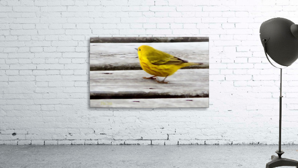 Yellow Bird Painted Wall Preview