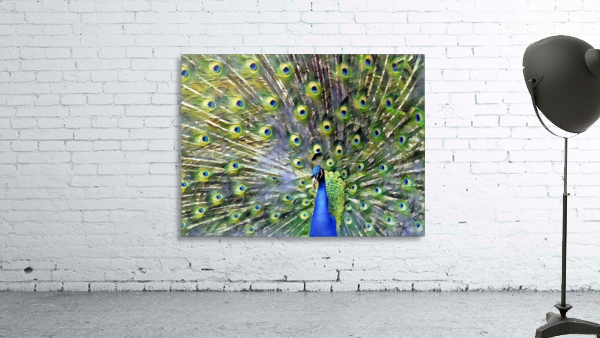 Peacock Bloom Wall Preview