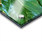 Fiddle Leaf Acrylic print