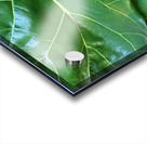 Fiddle Leaf II Acrylic print