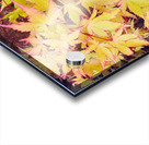 Japanese Maple Acrylic print