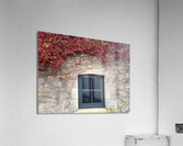 Vine 2 Acrylic Print