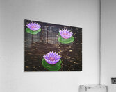 Waterlilies  Acrylic Print