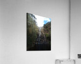 Waterfall Gully II Acrylic Print