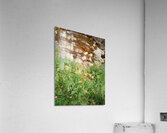 Poppies & Rust Acrylic Print