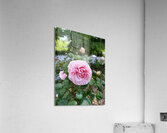 Pink Rose  Acrylic Print