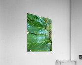 Fiddle Leaf Acrylic Print