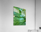 Fiddle Leaf II Acrylic Print