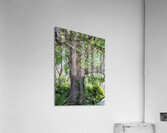 Prehistoric Acrylic Print