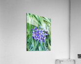 Purple Pash Acrylic Print