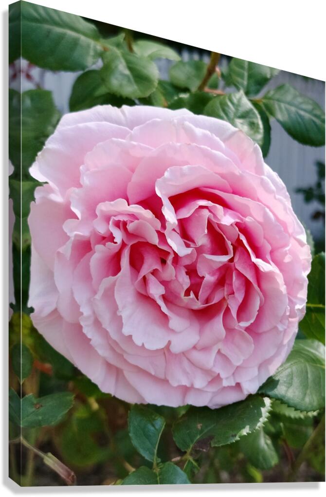 Pink Rose II Canvas Print