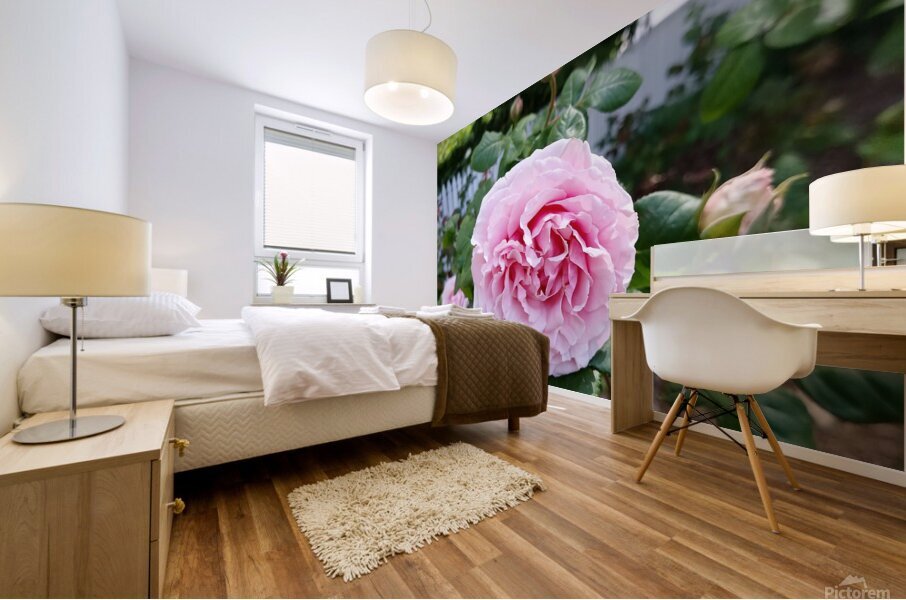 Pink Rose  Mural print