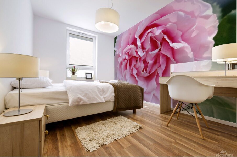 Pink Rose II Mural print