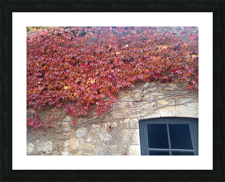 Vine Picture Frame print