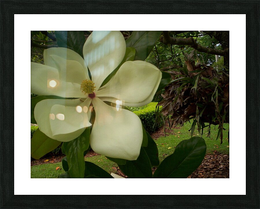 Magnolia dreaming Picture Frame print