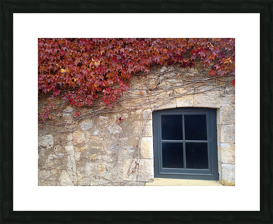 Vine 4 Picture Frame print