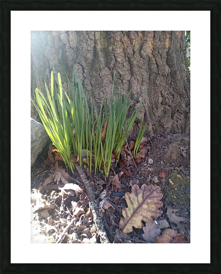 Acorn Leaf Picture Frame print