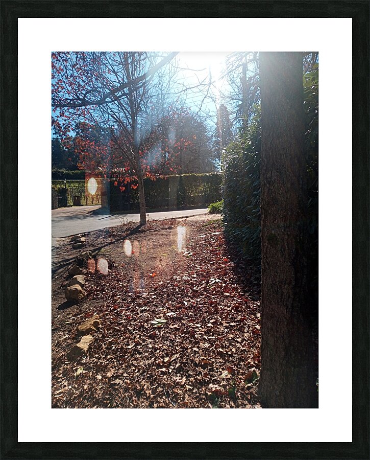 Winter Sun Picture Frame print