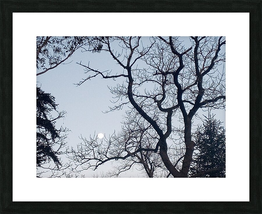aug full moon 2024 Picture Frame print