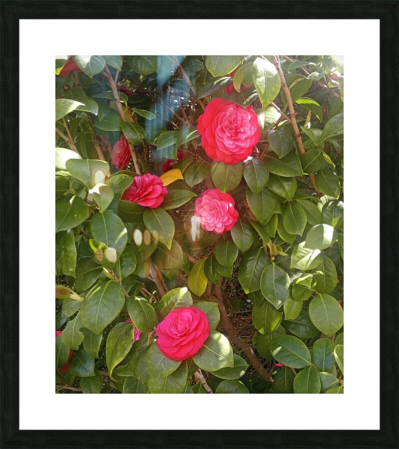 Dads Place V Picture Frame print