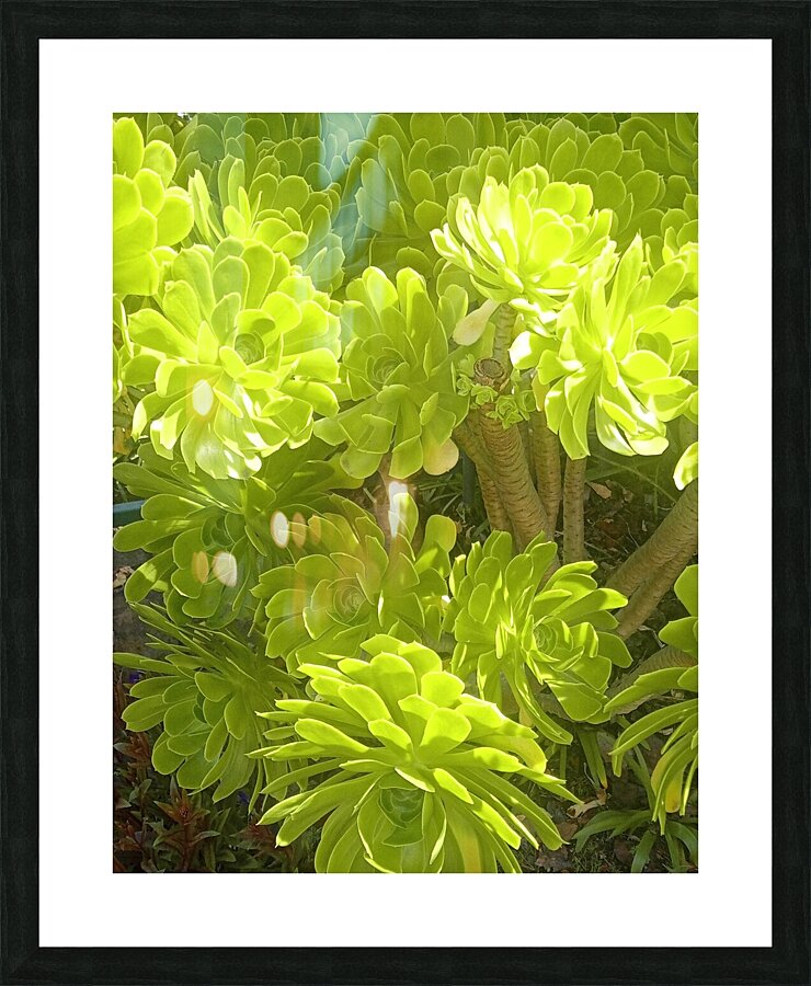Dads VIII Picture Frame print