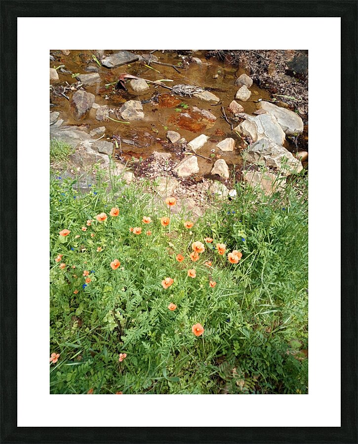 Poppies & Rust Picture Frame print