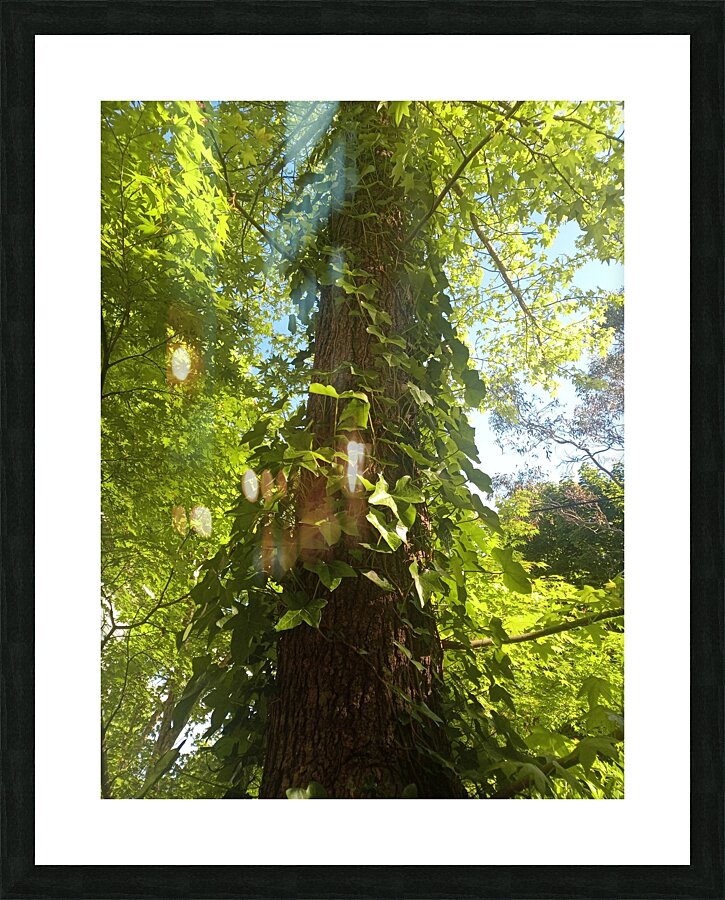 Ivy Ladder Picture Frame print