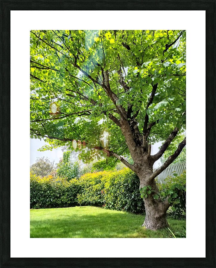 Aussie Hamptons  Picture Frame print