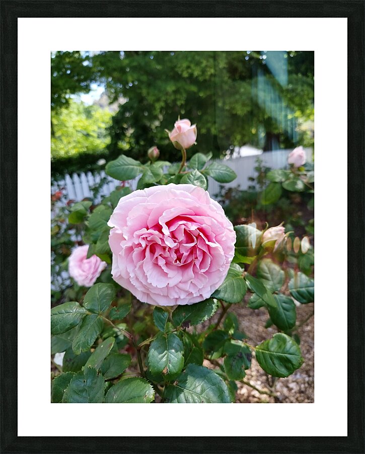 Pink Rose  Picture Frame print