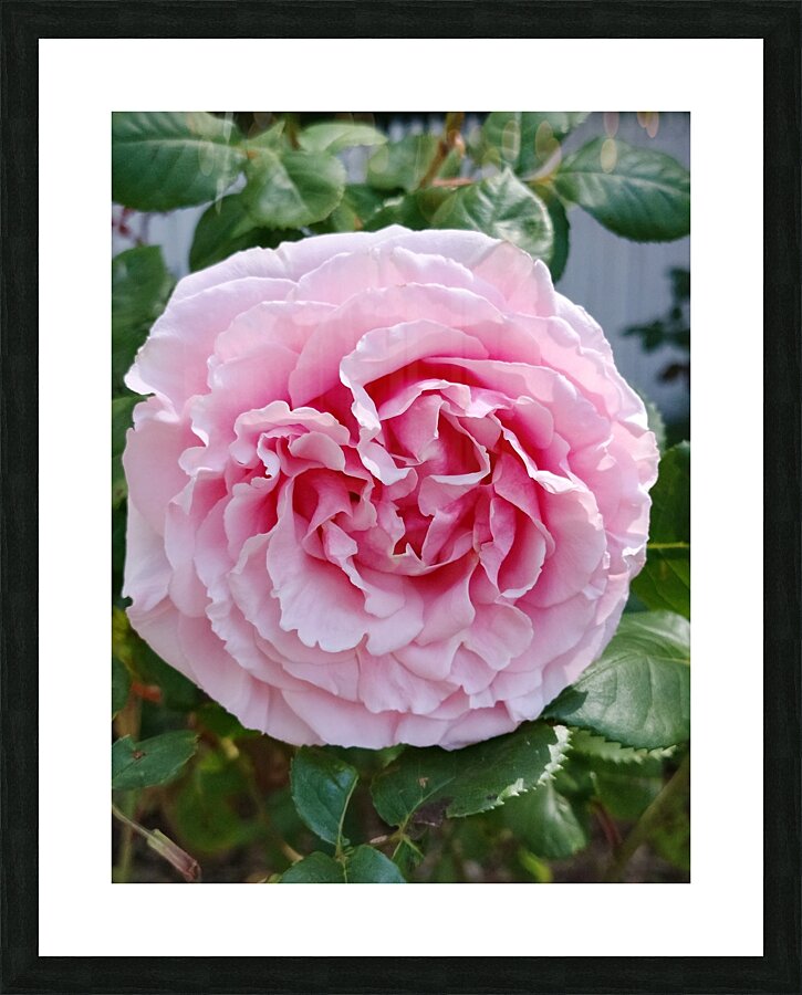 Pink Rose II Picture Frame print