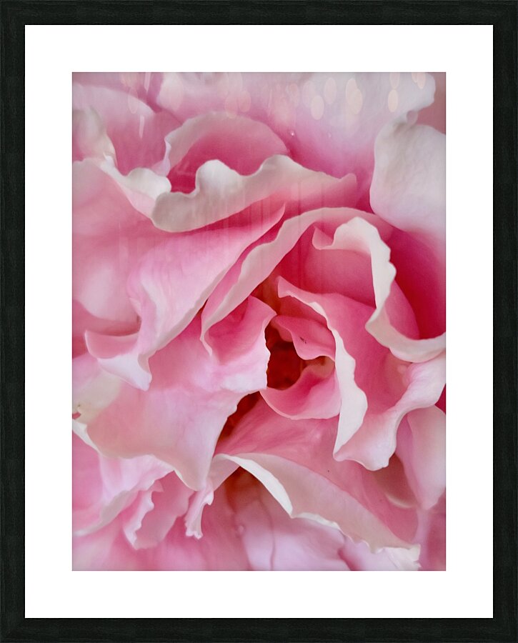 Pink Rose III Picture Frame print