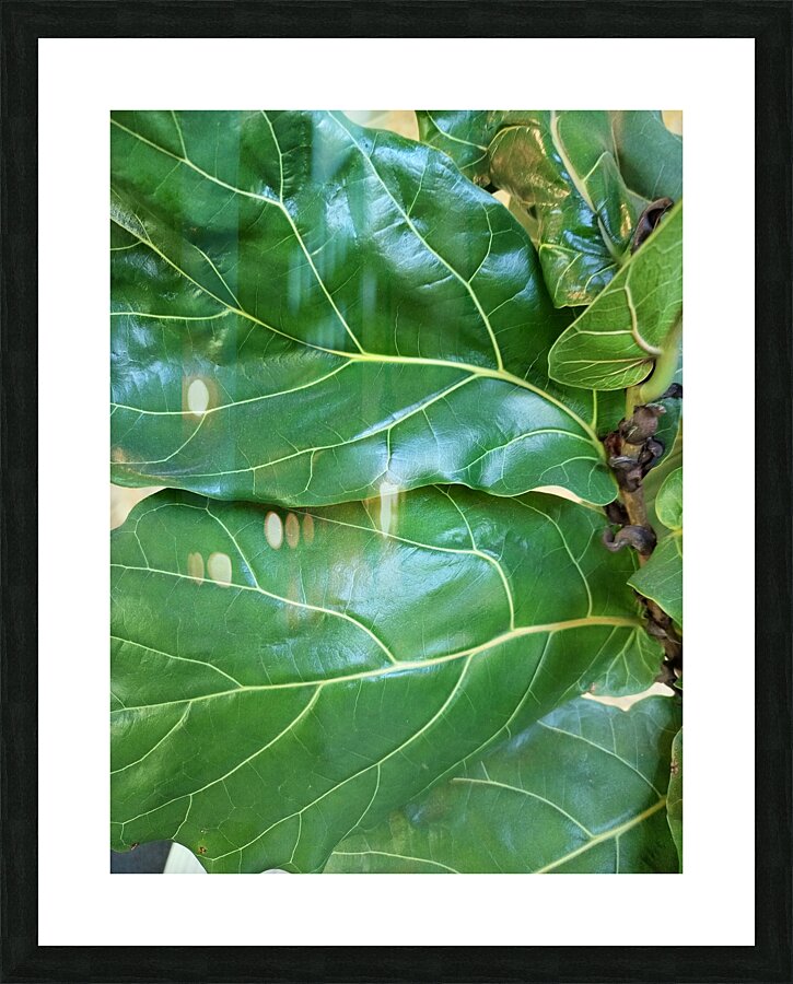 Fiddle Leaf Picture Frame print