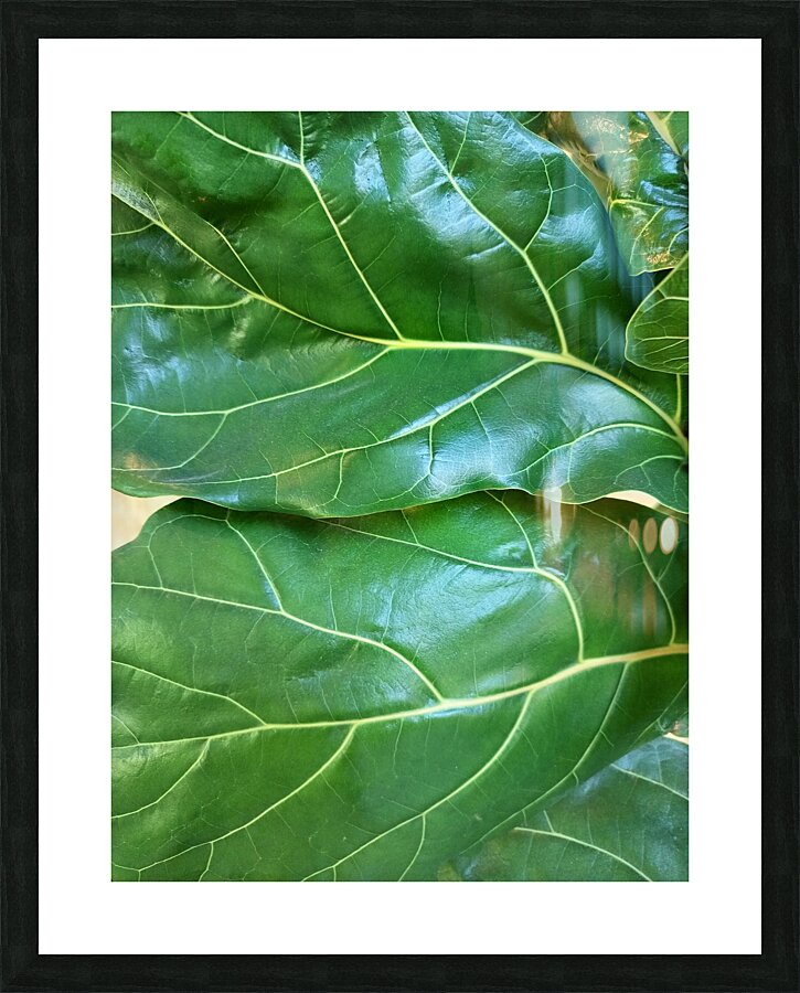 Fiddle Leaf II Picture Frame print