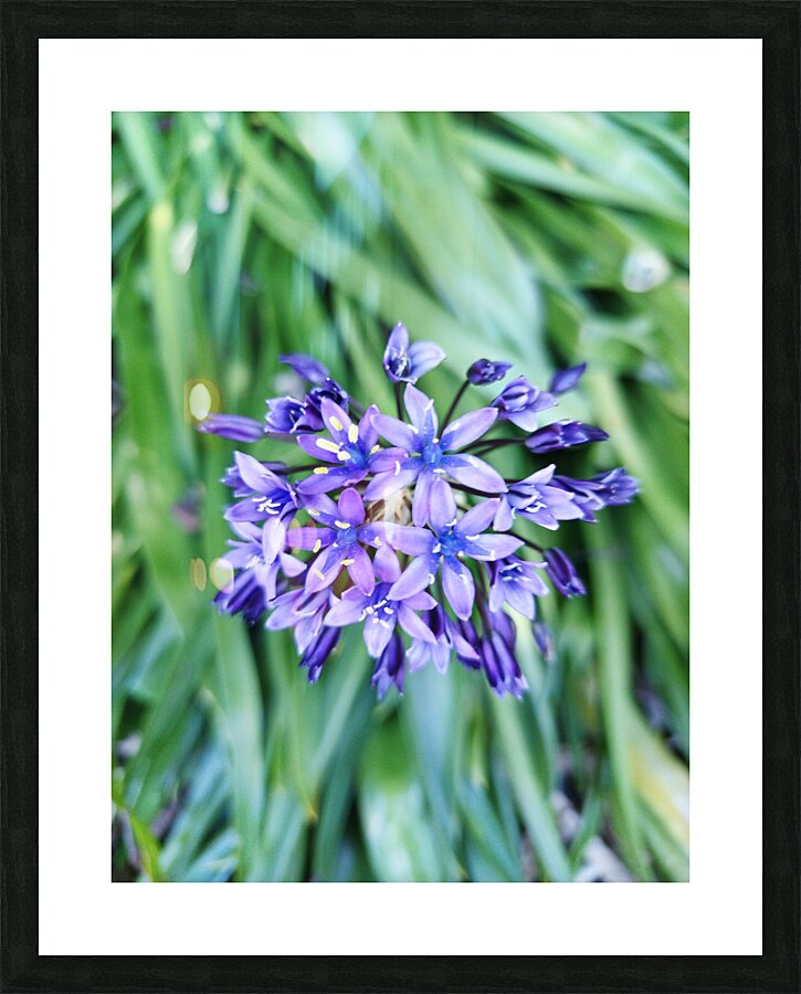 Purple Pash Picture Frame print