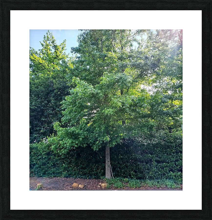 Magic Picture Frame print