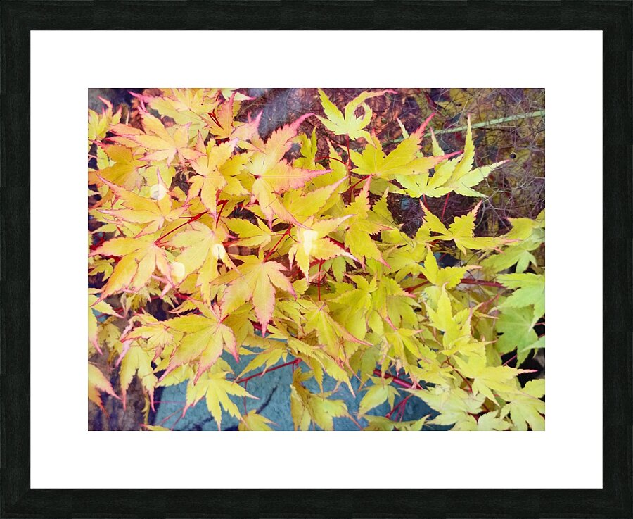Japanese Maple Picture Frame print