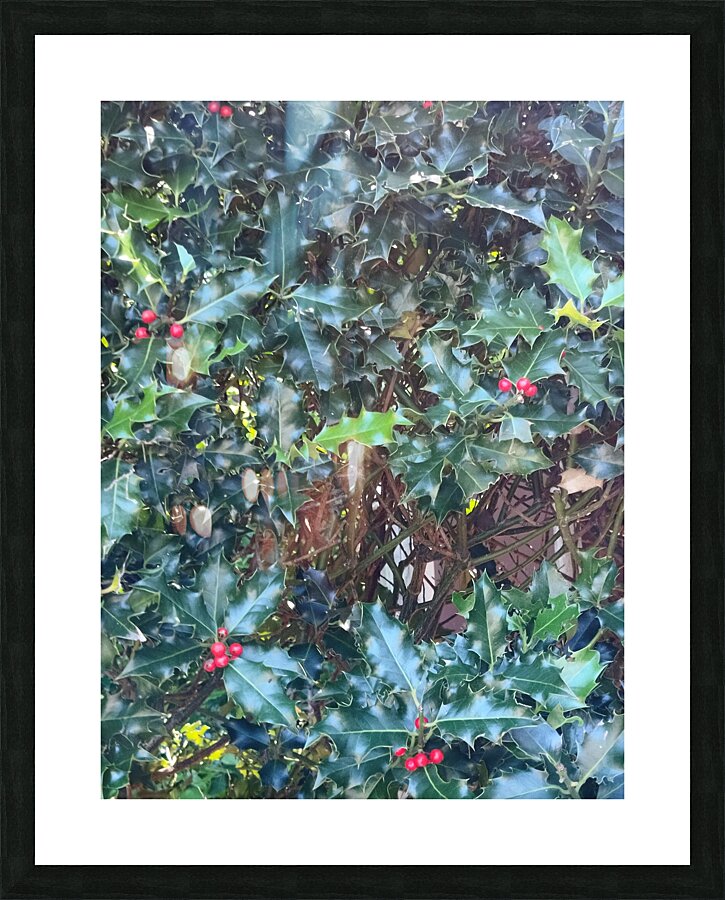 Holly Picture Frame print