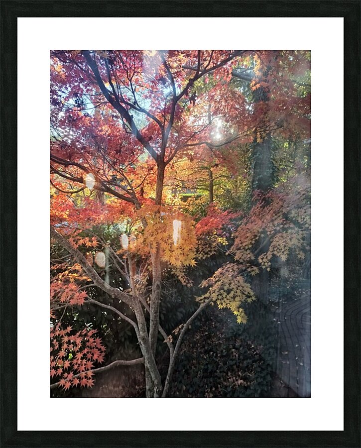 Maple Light III Picture Frame print