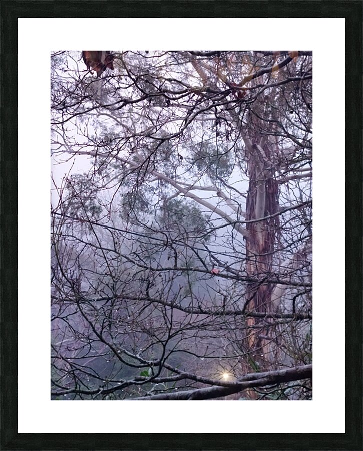 Foggy II Picture Frame print